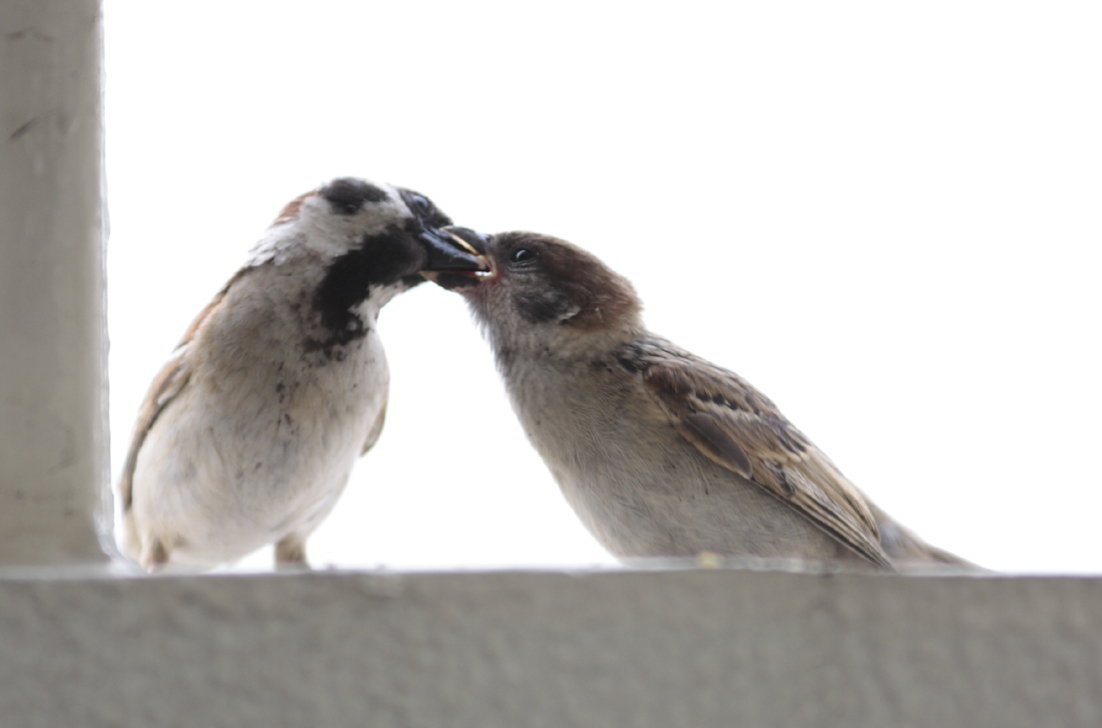 動物も恋をする 動物も恋愛中は食欲を忘れる どうして恋に落ちるのか モテる脳科学